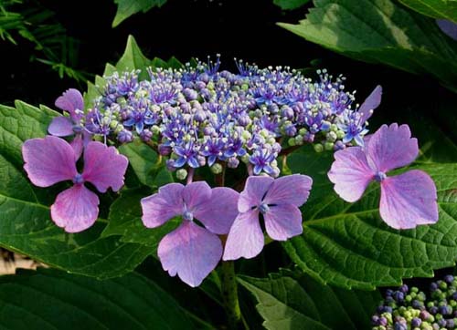 jayooon_70840_50[3].jpg